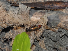 Dolichurus
