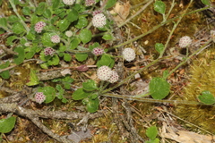 Actinotus rhomboideus