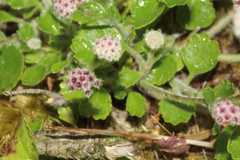 Actinotus rhomboideus