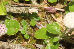 Actinotus rhomboideus