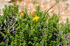 Pteronia ciliata