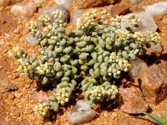 Crassula corallina macrorrhiza