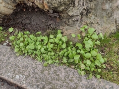Claytonia perfoliata
