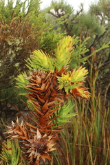 Andersonia axilliflora