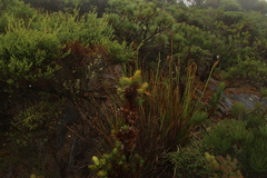 Andersonia axilliflora