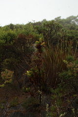 Andersonia axilliflora