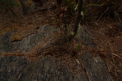 Andersonia axilliflora