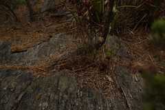 Andersonia axilliflora