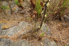 Andersonia axilliflora