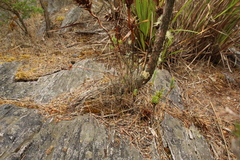 Andersonia axilliflora