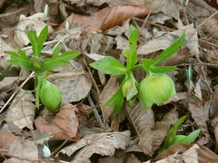 Helleborus odorus