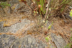 Andersonia axilliflora