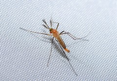 Coquillettidia xanthogaster