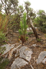 Andersonia axilliflora