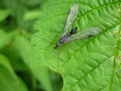 Panorpa emeishana
