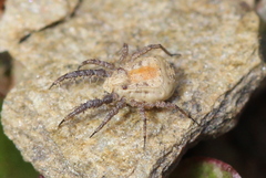 Caeculidae