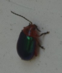 Kuschelina gibbitarsa