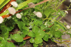 Actinotus rhomboideus