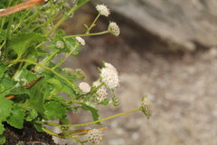 Actinotus rhomboideus
