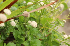 Actinotus rhomboideus