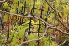Banksia montana