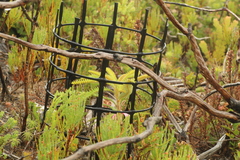 Banksia montana