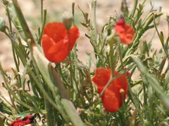 Papaver