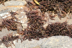 Andreaea amblyophylla