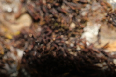 Andreaea amblyophylla