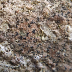 Pseudoschismatomma rufescens