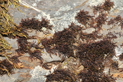 Andreaea amblyophylla