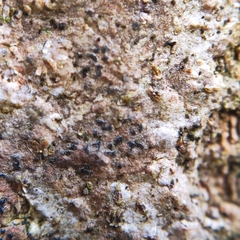 Pseudoschismatomma rufescens