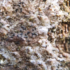 Pseudoschismatomma rufescens