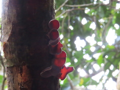Auricularia heimuer