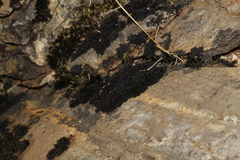 Andreaea amblyophylla