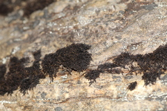 Andreaea amblyophylla