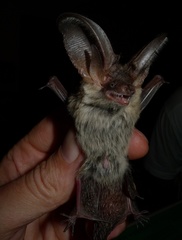 Plecotus austriacus