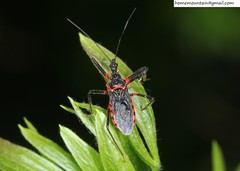 Rhynocoris leucospilus