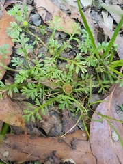 Leptinella filicula