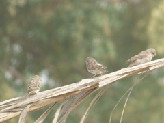 Crithagra leucopygia