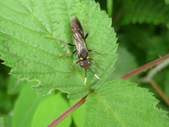Tenthredo variicolor