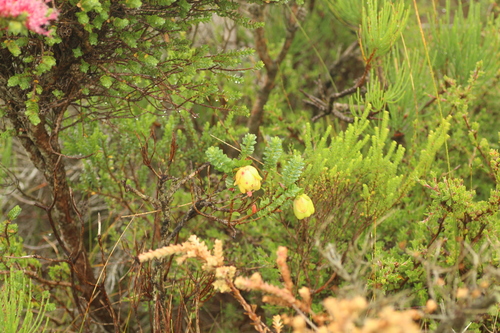 Image of Darwinia collina by (c) Em Lamond, some rights reserved (CC BY)