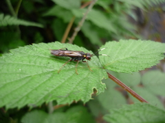 Tenthredo variicolor