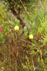 Darwinia collina