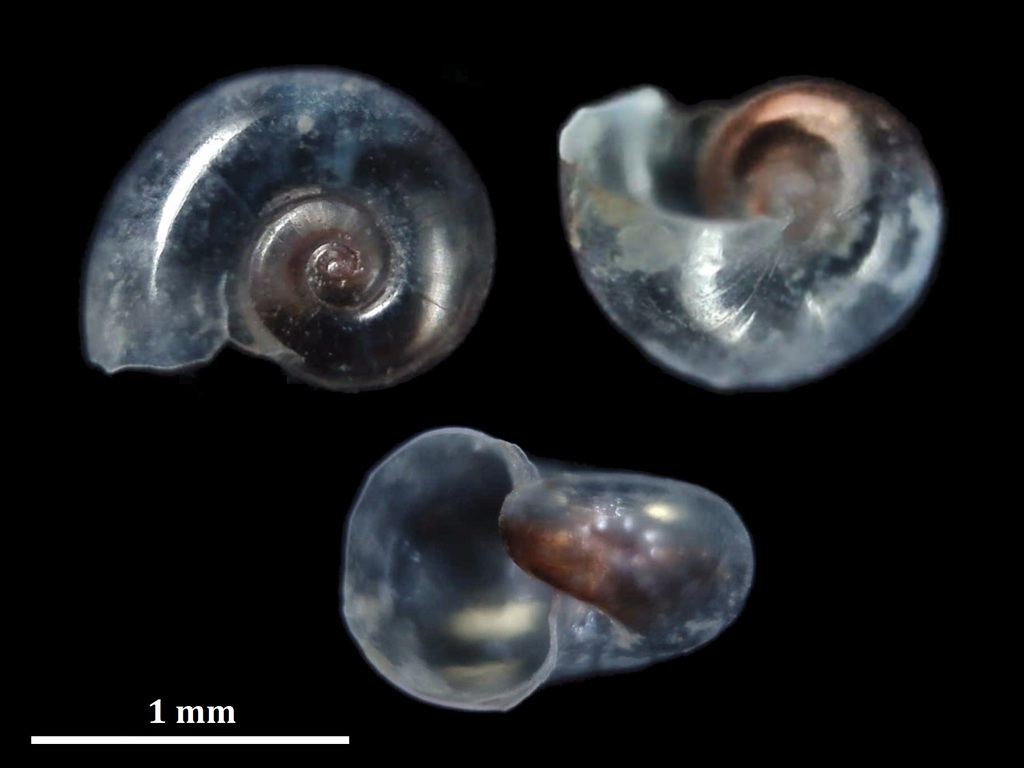 Heliconoididae