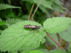 Tenthredo variicolor