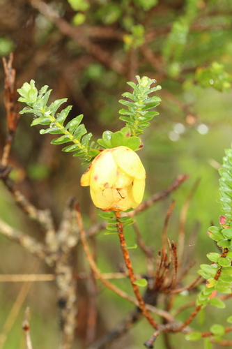 Image of Darwinia collina by (c) Em Lamond, some rights reserved (CC BY)