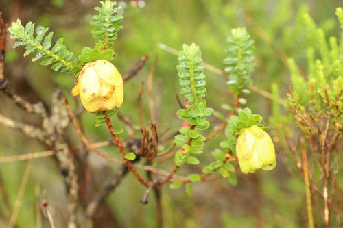 Image of Darwinia collina by (c) Em Lamond, some rights reserved (CC BY)