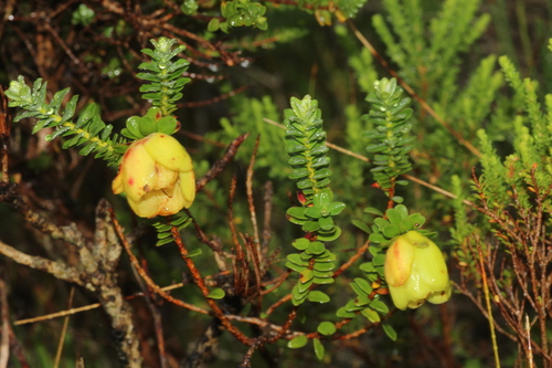 Image of Darwinia collina by (c) Em Lamond, some rights reserved (CC BY)