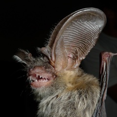 Plecotus austriacus